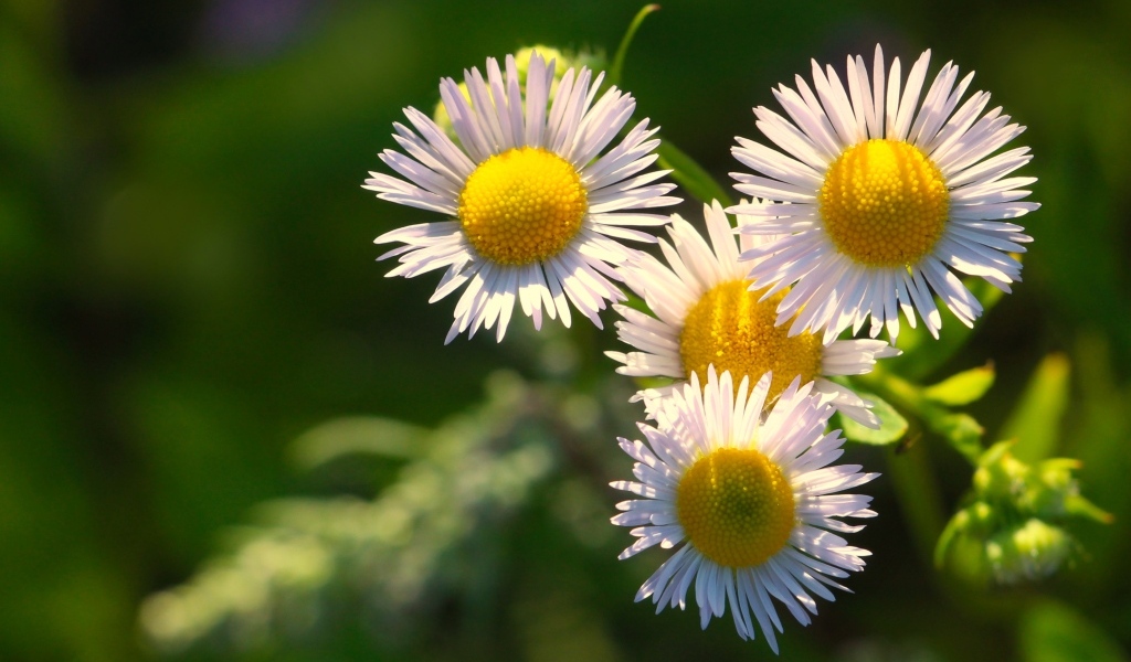 Белые цветы сентябринки в лучах солнца