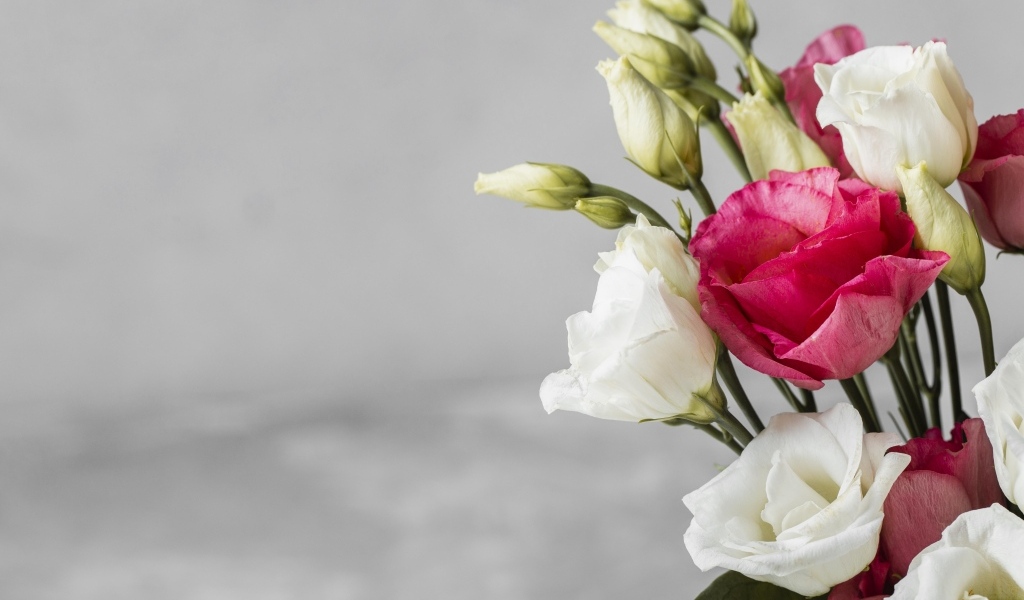 Белые и розовые цветы эустомы на сером фоне