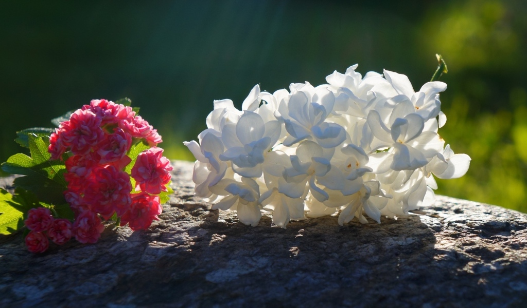 Белый и розовый цветок лежат на камне