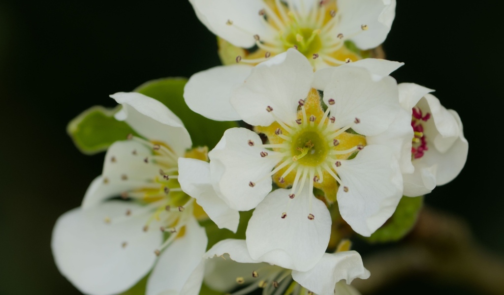 Белые цветы яблони крупным планом на черном фоне