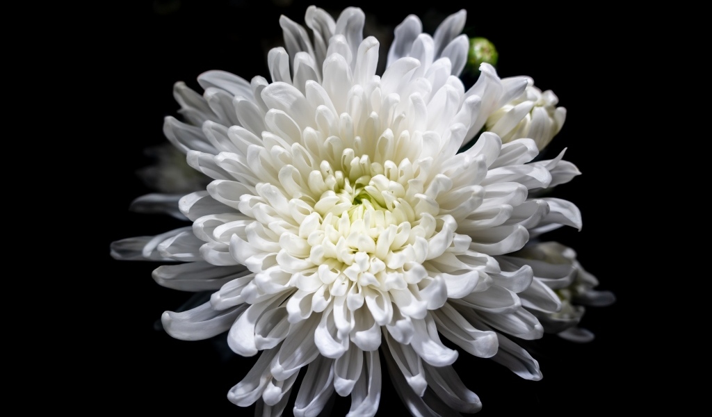 Белый осенний цветок хризантемы на черном фоне крупным планом