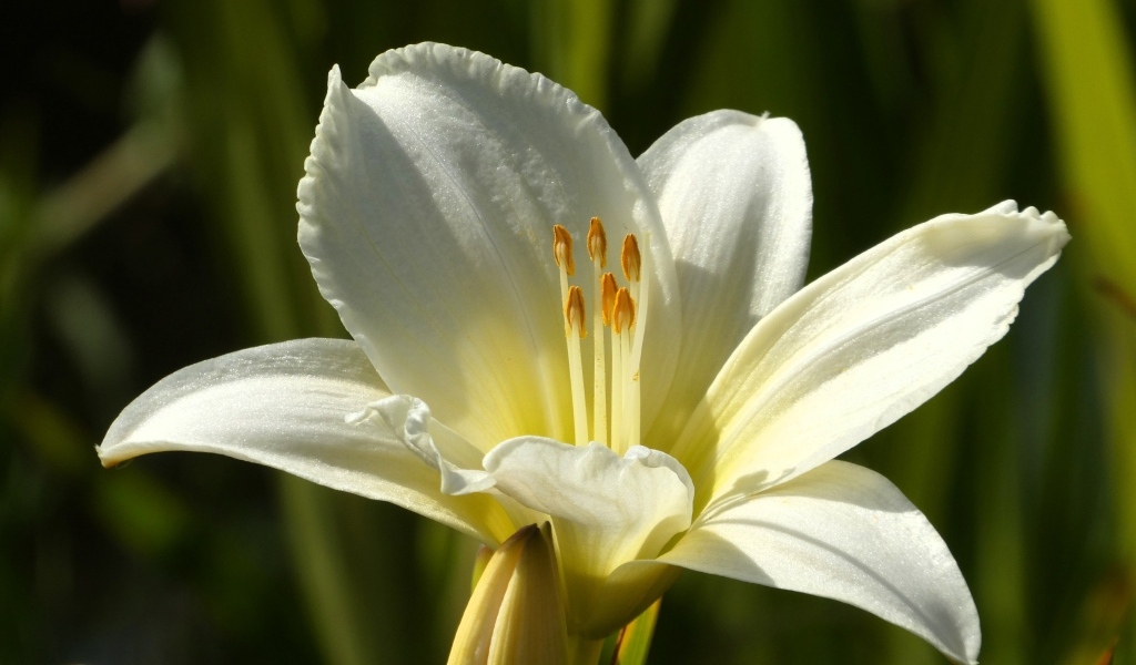 Белый красивый лилейник крупным планом