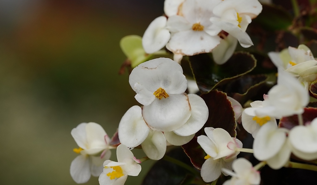 Белые цветы бегония крупным планом