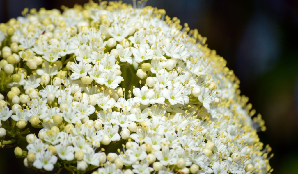 Белые распускающиеся цветы бузины