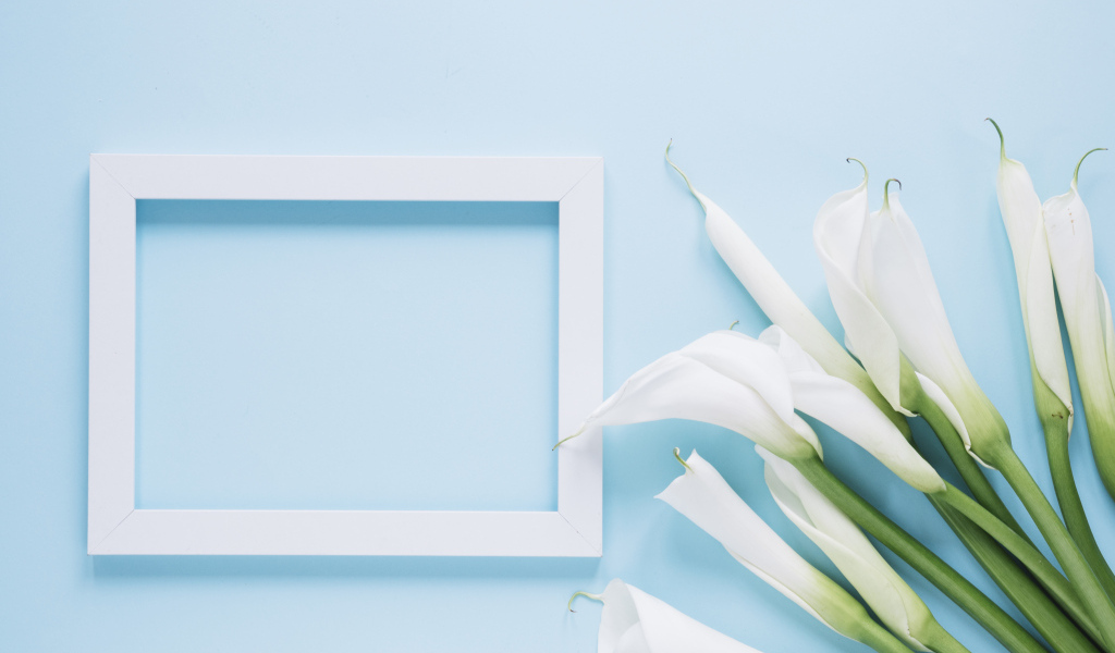 Белые каллы с рамкой для фото на голубом фоне