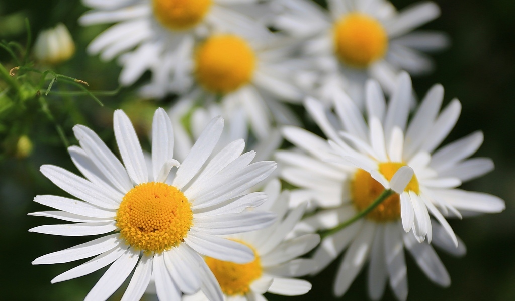 Белые цветы ромашки крупным планом