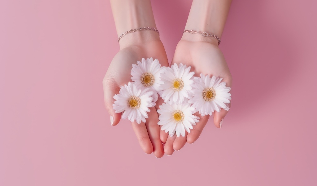Белые цветы ромашки в ладонях на розовом фоне