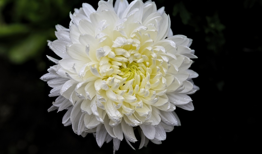 Белый цветок хризантемы в каплях росы