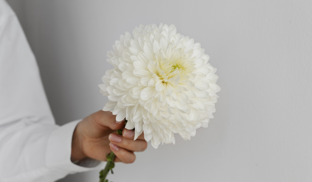Белый цветок хризантемы в руке