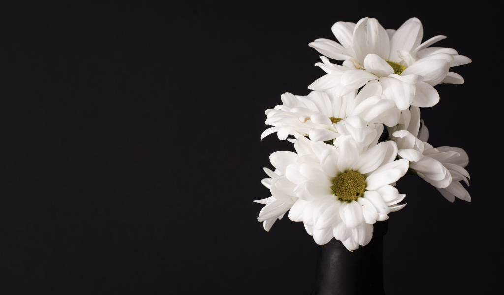 Белые цветы хризантемы на черном фоне