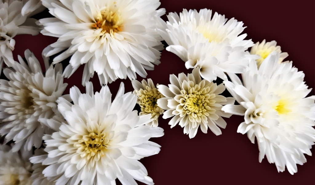 Белые цветы хризантемы на коричневом фоне