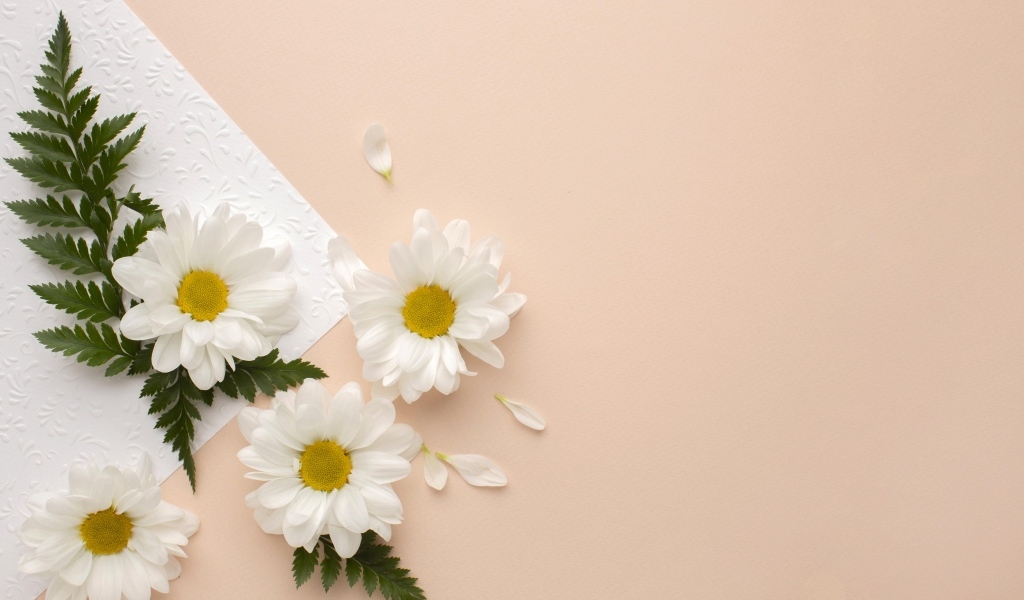 Белые хризантемы с зелеными листьями на розовом фоне