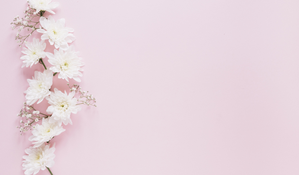 Белые хризантемы с гипсофилой на розовом фоне
