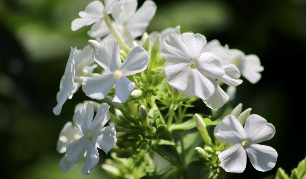 Белые нежные цветы флокс на клумбе летом