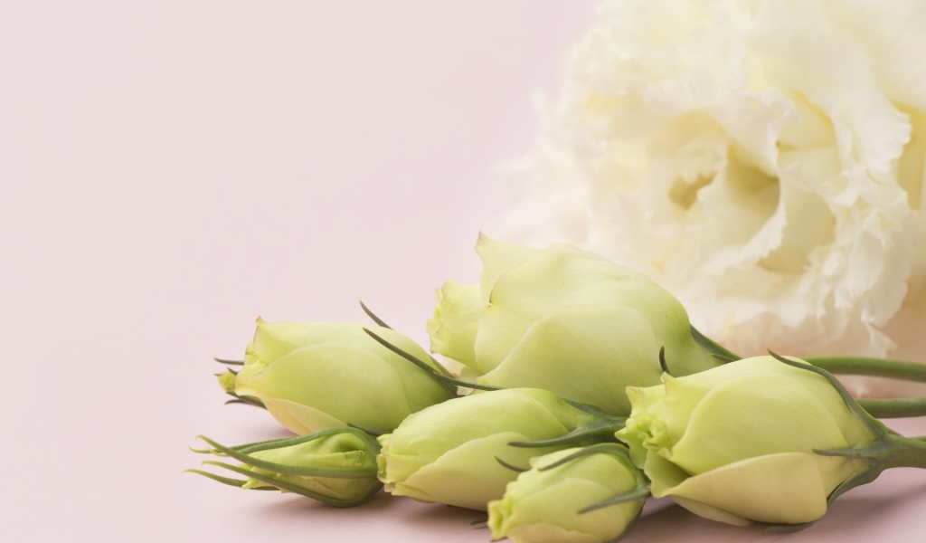 Белые цветы эустомы на розовом фоне крупным планом