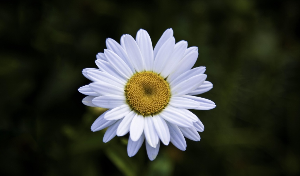 Белая полевая ромашка с желтой серединкой