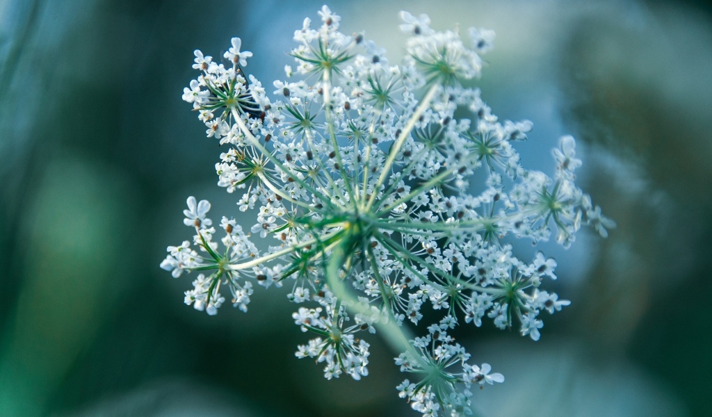 Белое цветущее полевое растение