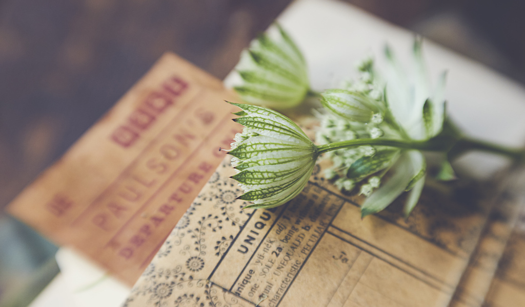 Белые цветы с бумагой на столе