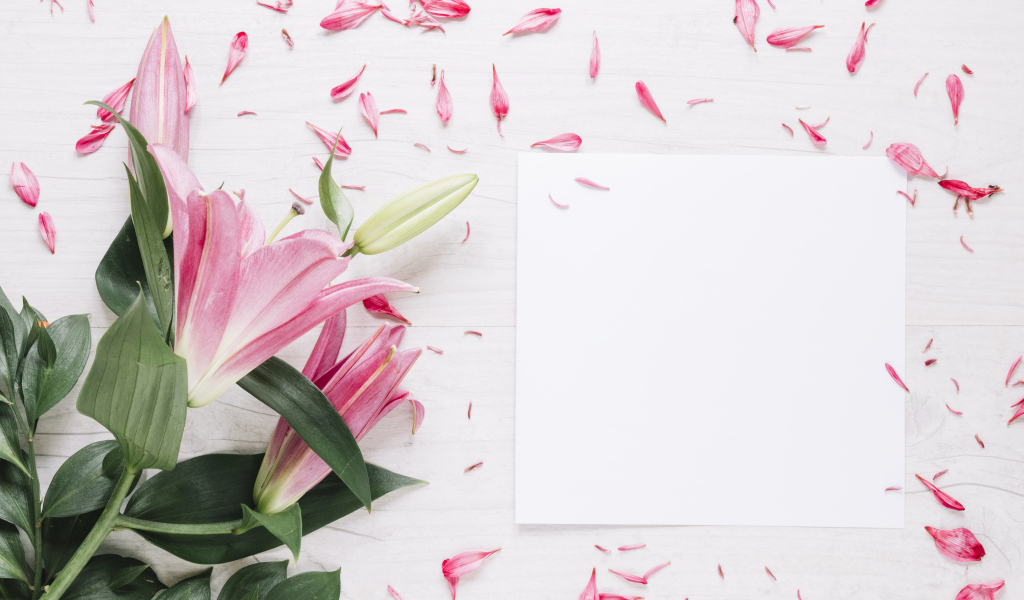 Белый лист с розовыми цветами лилии