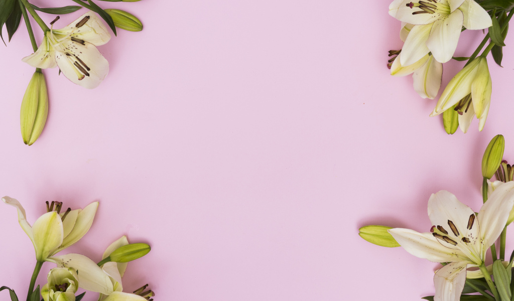 Белые лилии на розовом фоне, фон для открытки