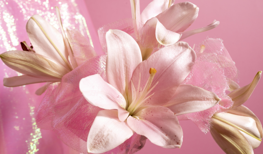 Белые лилии на розовом фоне крупным планом