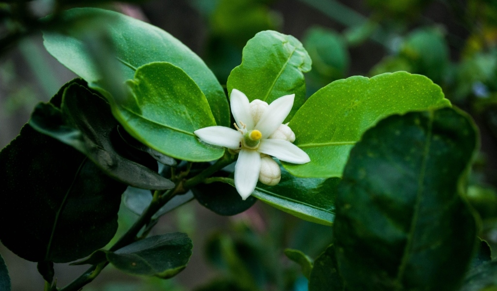 Белый цветок лайма на ветке в зеленых листьях