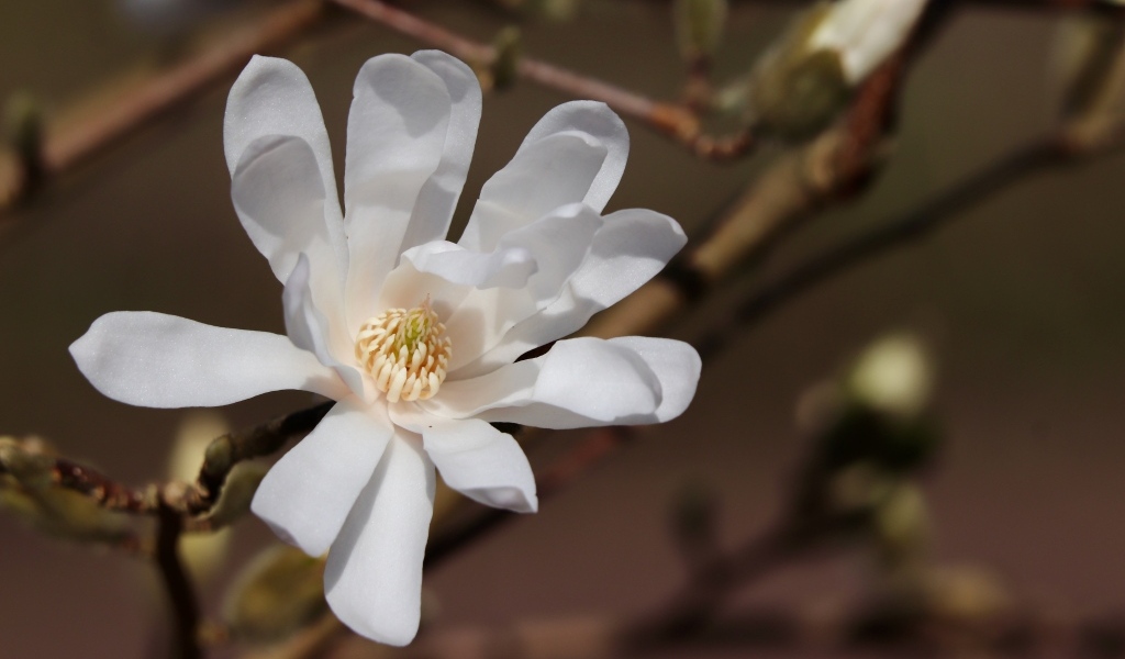 Белый цветок магнолии на ветке крупным планом