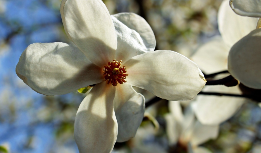 Белый цветок магнолии на ветке крупным планом