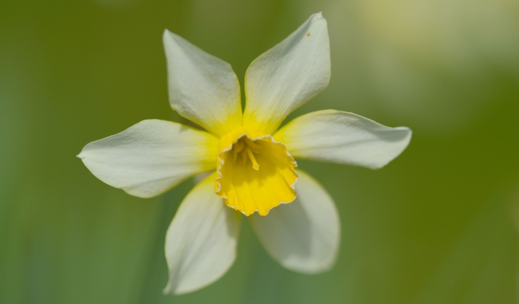 Белый цветок нарцисса с желтой серединкой крупным планом