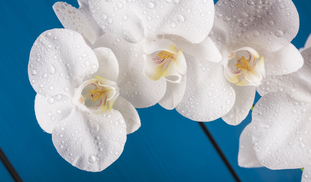 Белые цветы орхидеи на голубом фоне
