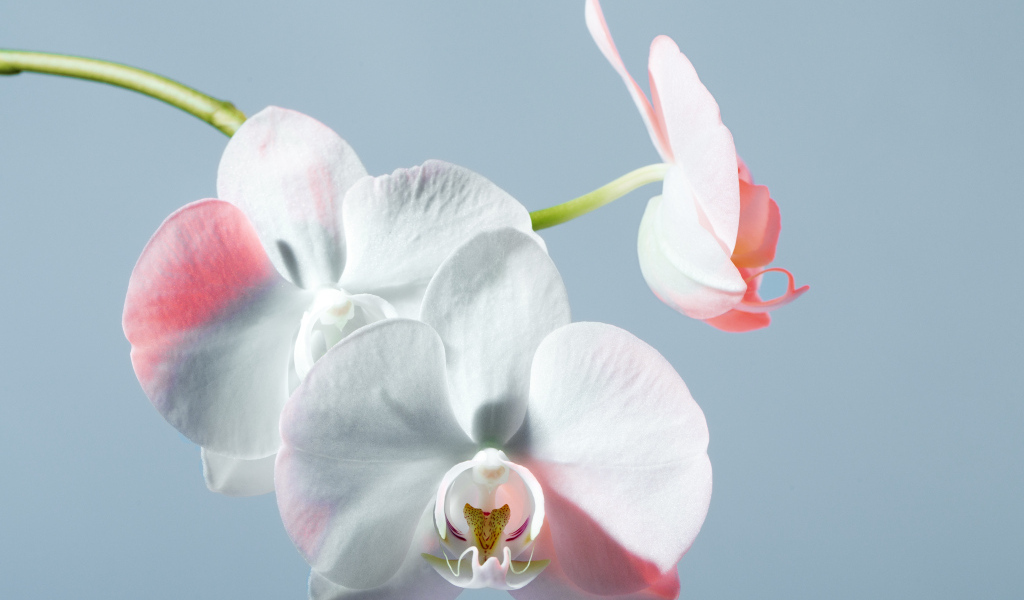 Белые орхидеи на голубом фоне