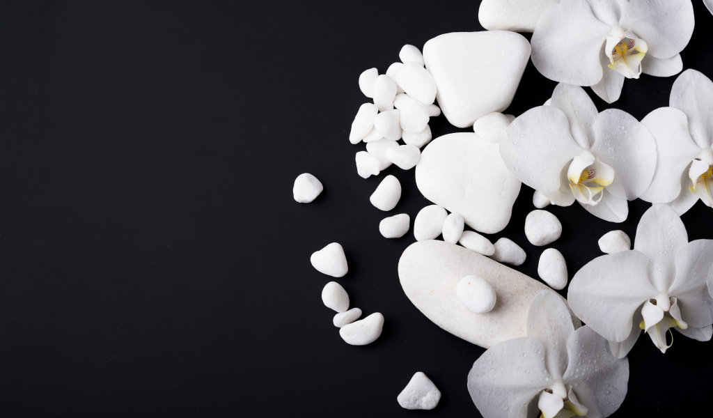 Белые орхидеи с камнями на черном фоне