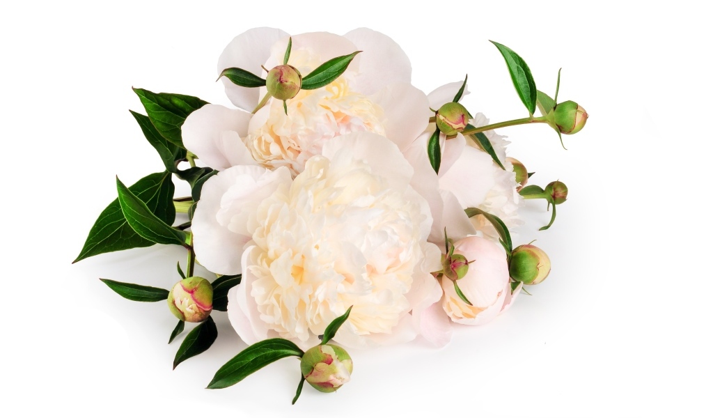 Белые пионы с бутонами на белом фоне