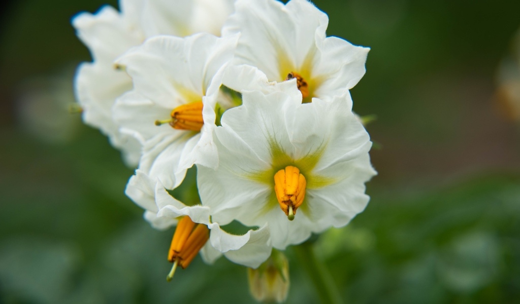 Белые цветы картофеля крупным планом