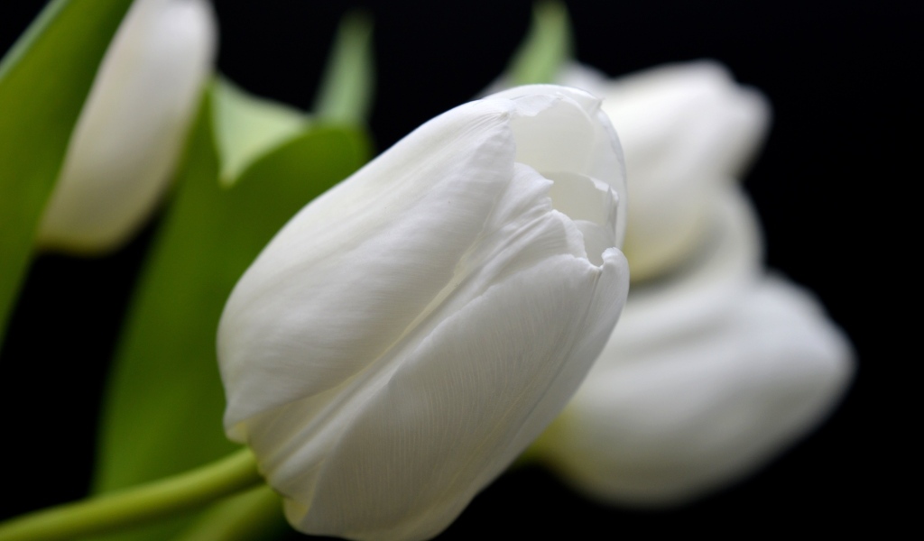 Белый настоящий тюльпан крупным планом