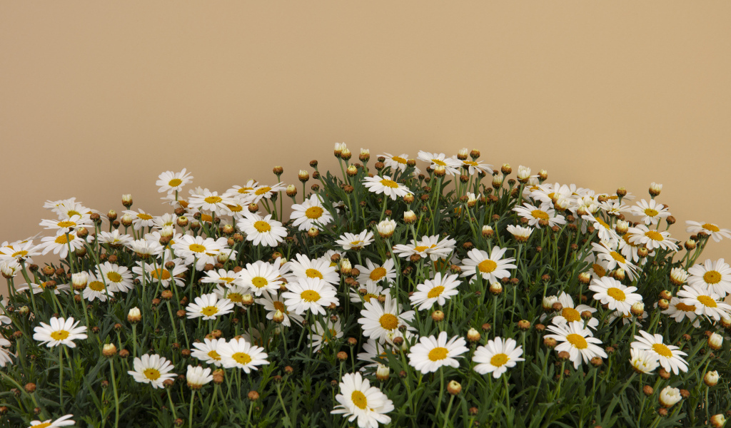 Белые маленькие ромашки на коричневом фоне