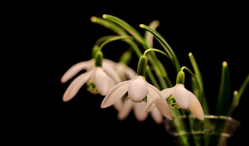 Белые маленькие подснежники в вазе на черном фоне