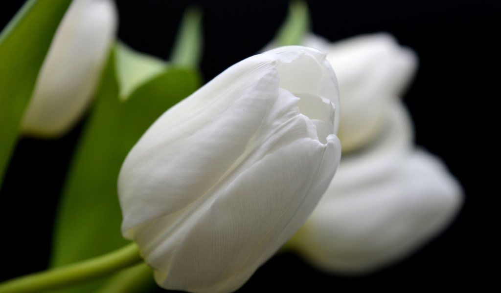 Белый тюльпан в букете крупным планом
