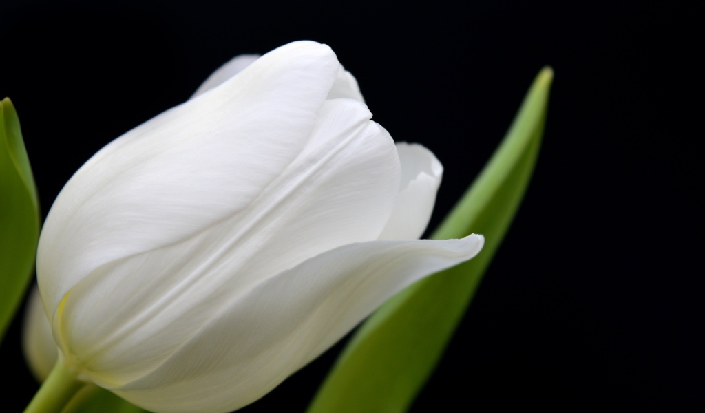 Белый тюльпан с тонкими лепестками на черном фоне