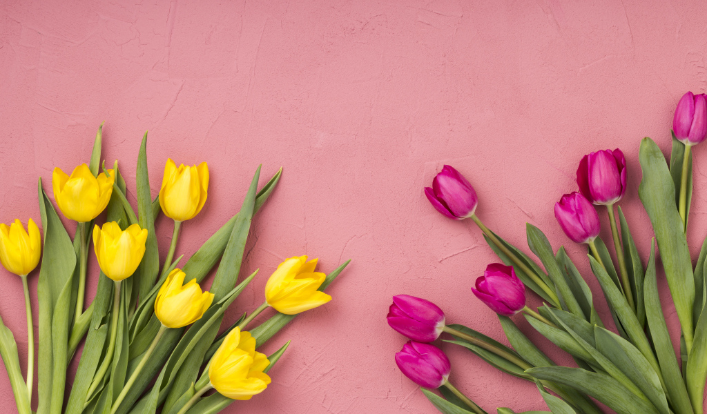 Желтые и сиреневые тюльпаны на розовом фоне
