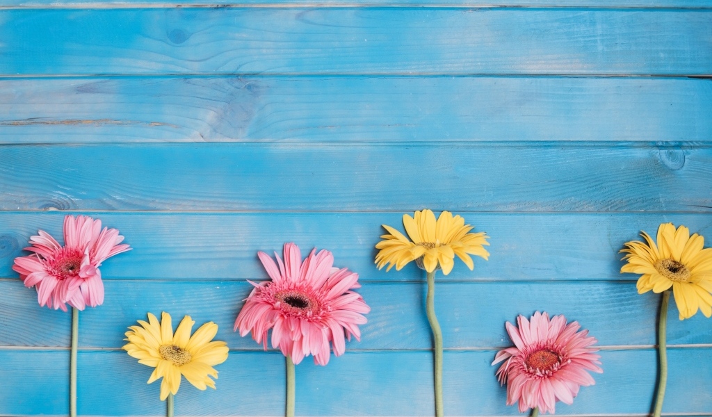 Желтые и розовые цветы герберы на голубом фоне