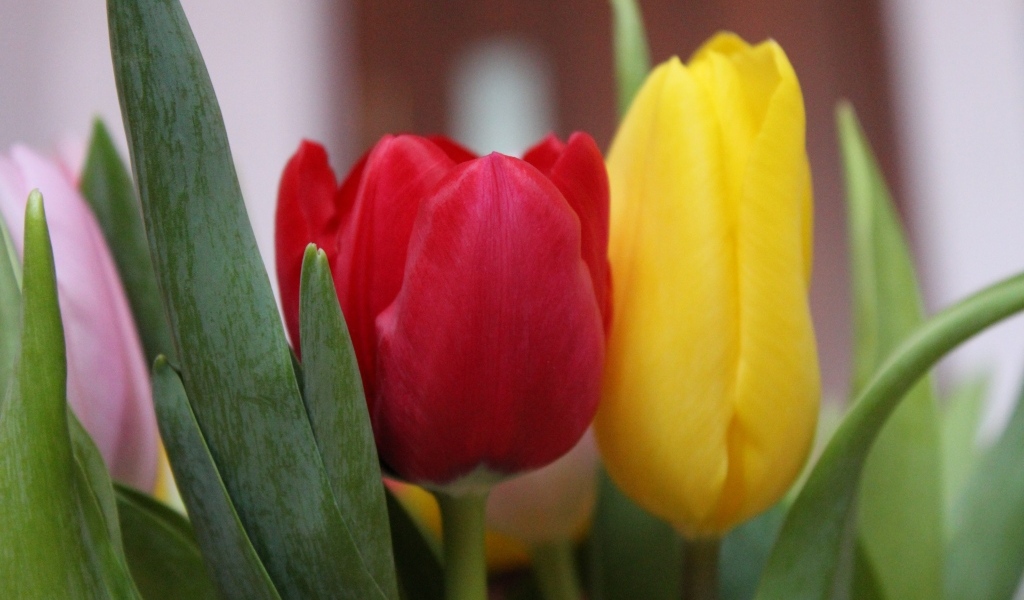 Желтый и красный тюльпан крупным планом