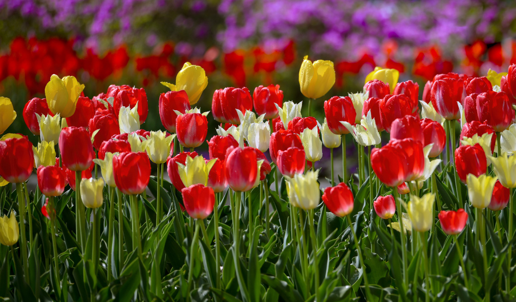 Желтые и красные тюльпаны на клумбе весной