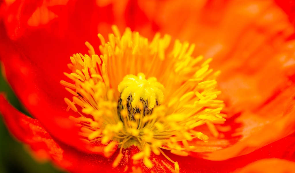 Желтая серединка красного мака крупным планом