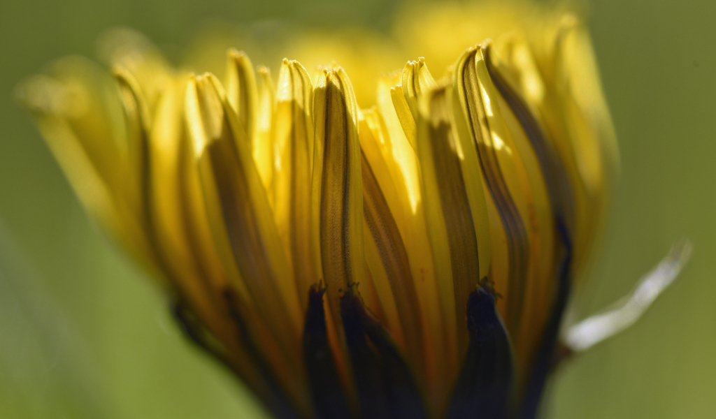 Желтый распускающийся цветок хризантемы крупным планом