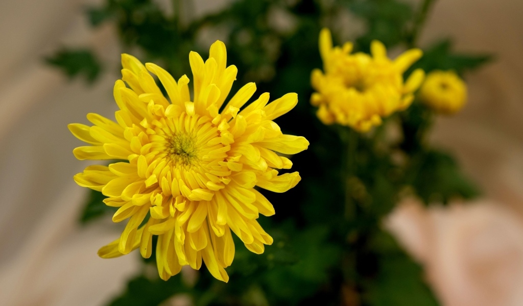 Желтый цветок хризантемы с бутонами