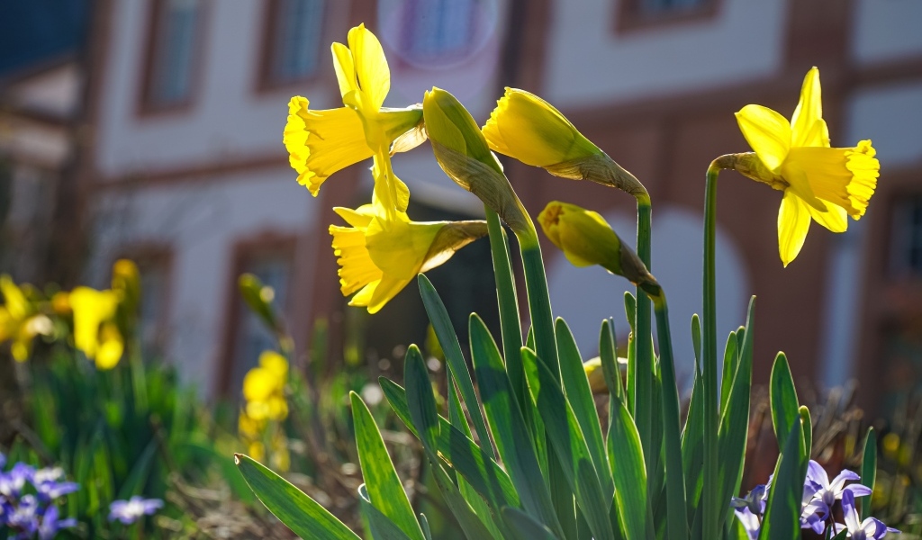 Желтые нарциссы распускаются на клумбе весной