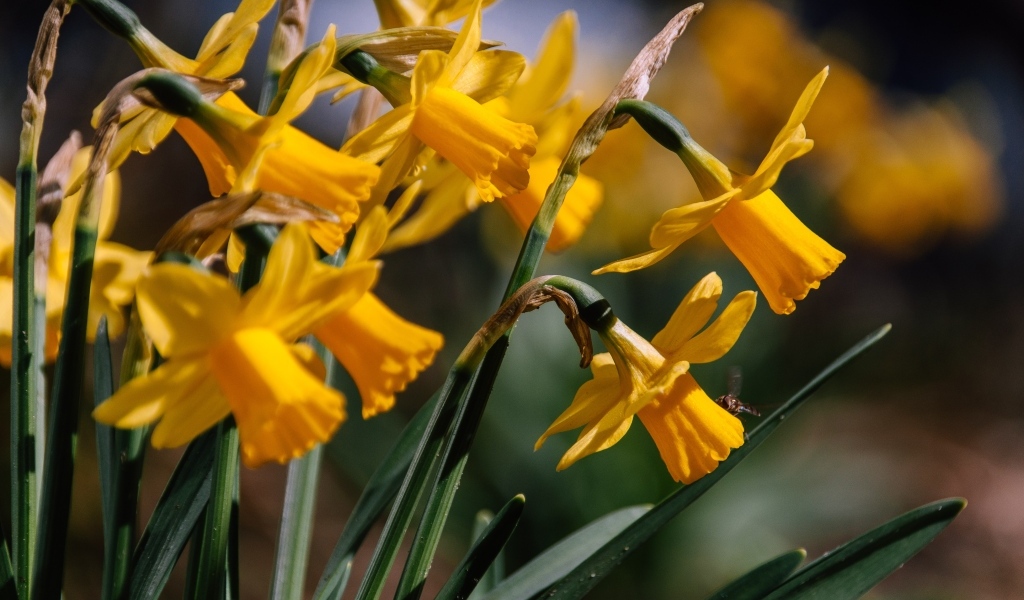 Желтые нарциссы в лучах солнца на клумбе