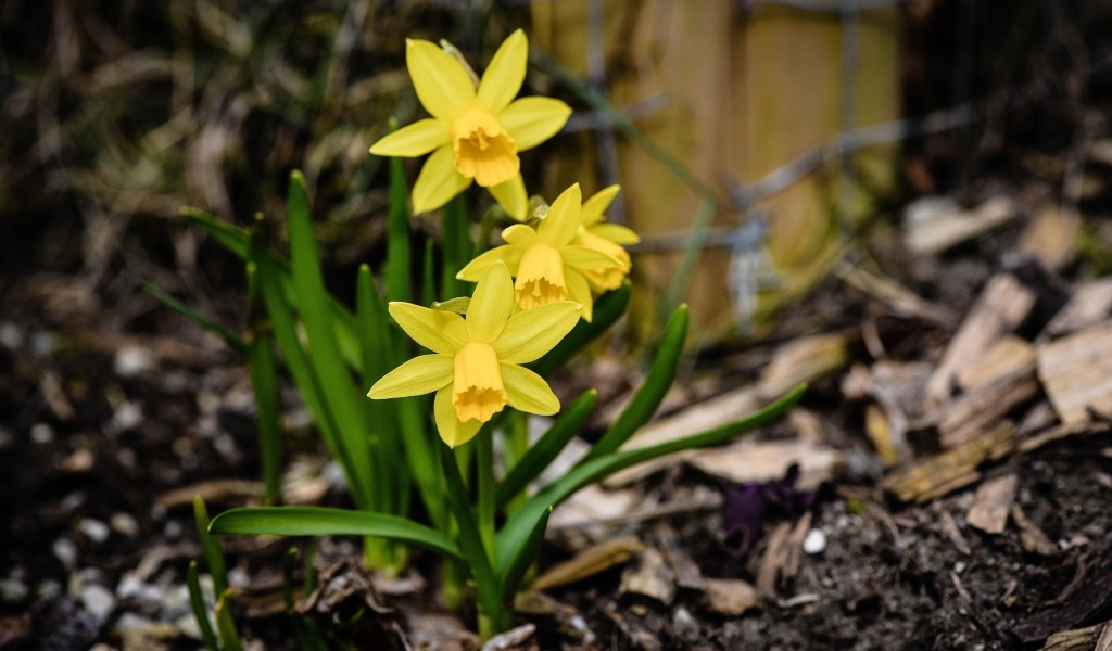 Желтые нарциссы с зелеными листьями на земле весной