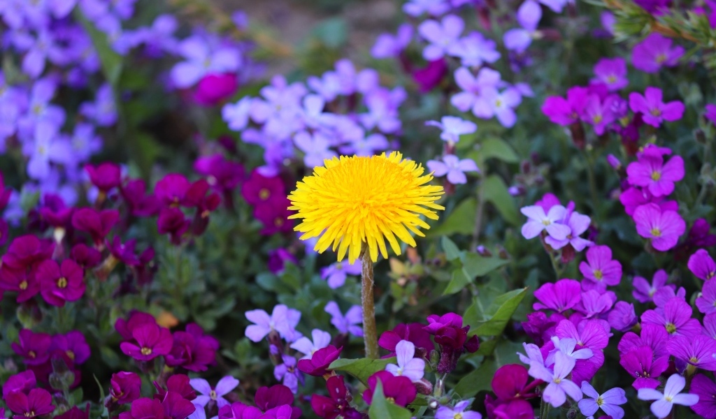 Желтый одуванчик в розовых цветах фиалки